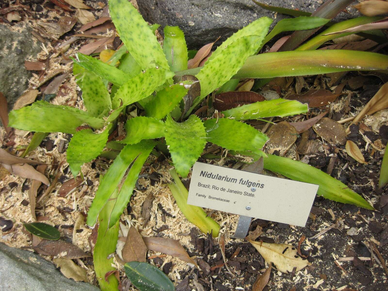 Image of Nidularium fulgens Lem.