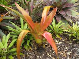 Image of Bromeliad