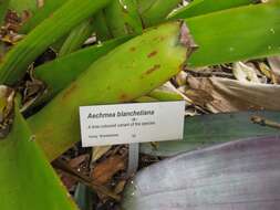 Image of Bromeliad