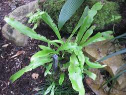 Image of climbing birdsnest fern