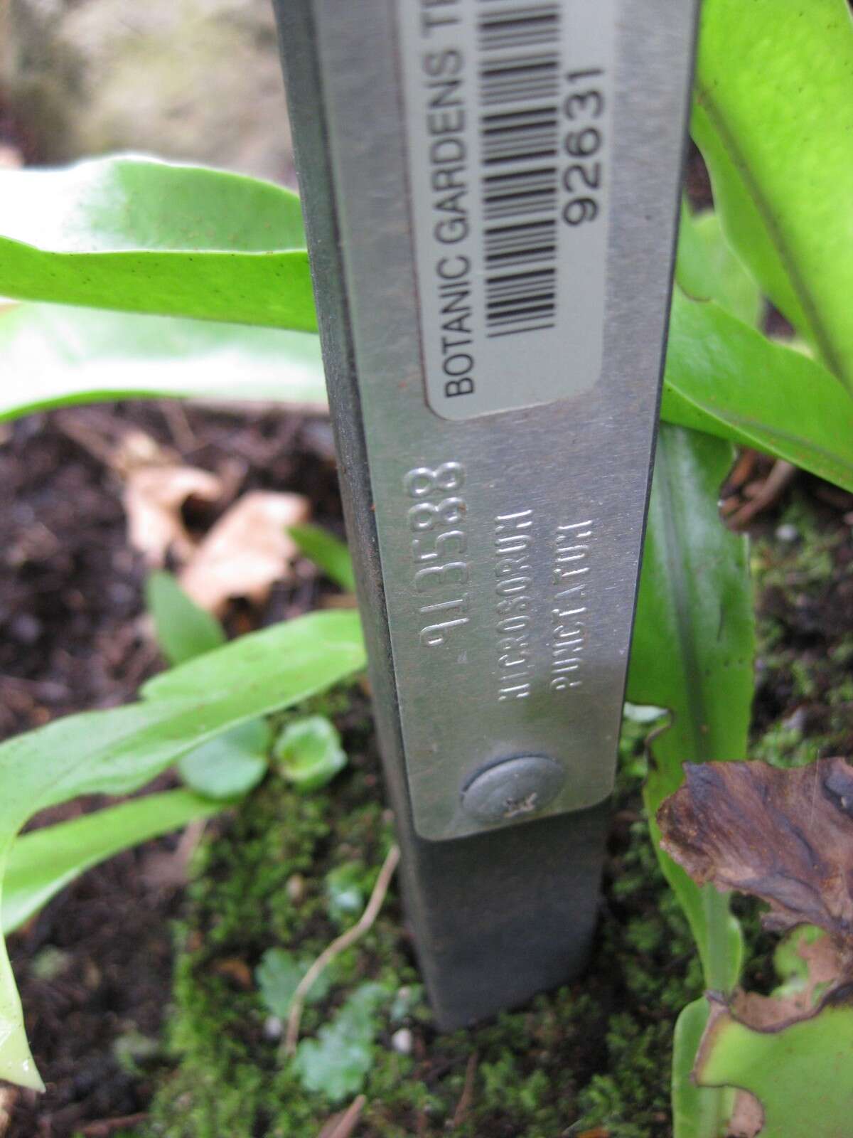 Image of climbing birdsnest fern