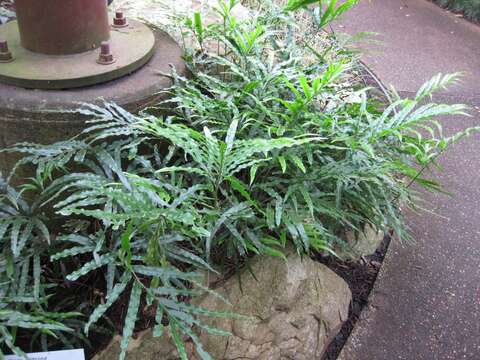 Pteris umbrosa R. Br.的圖片