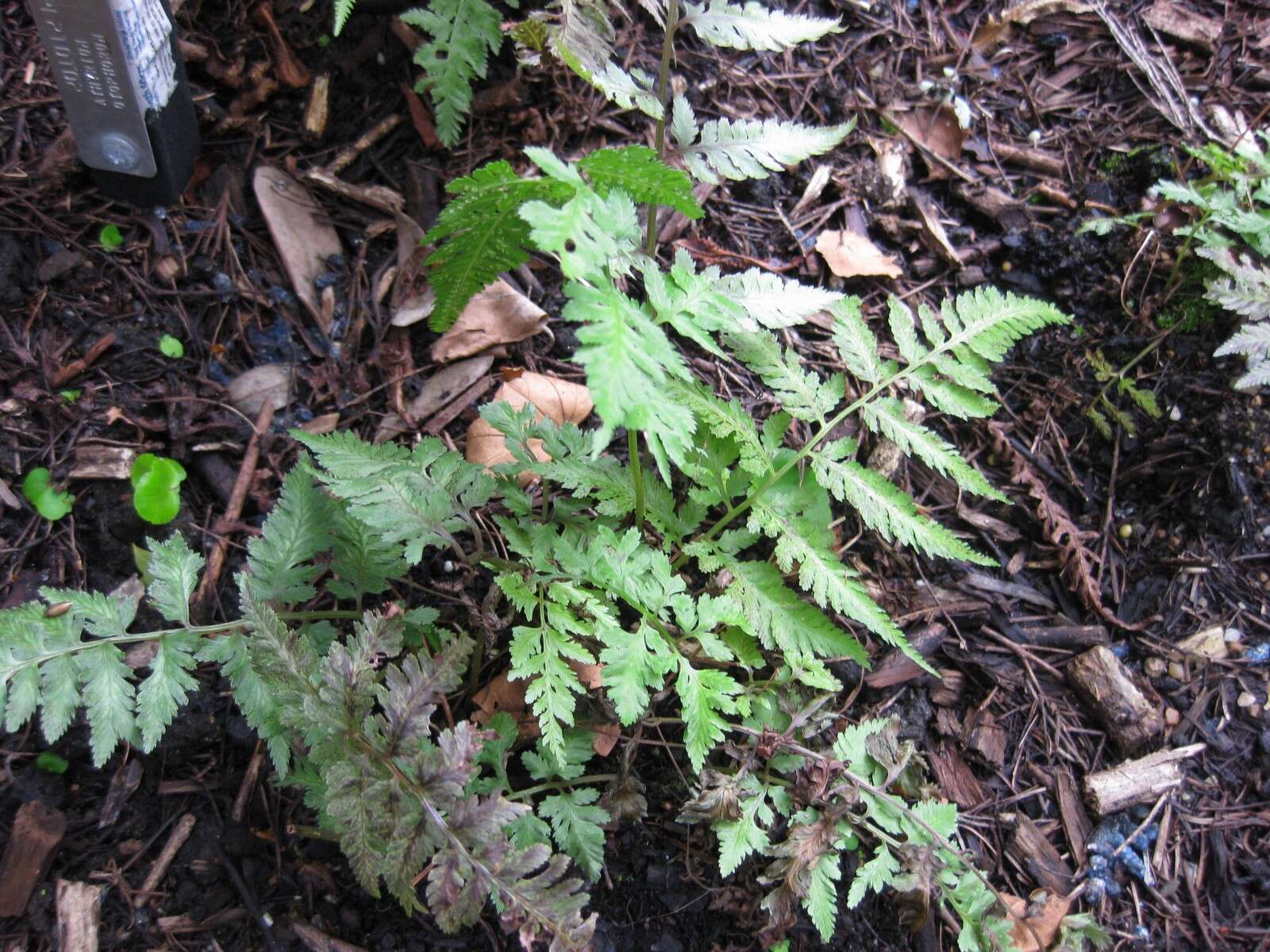 Image of Eared Lady Fern