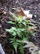 Sivun Athyrium otophorum (Miq.) Koidz. kuva