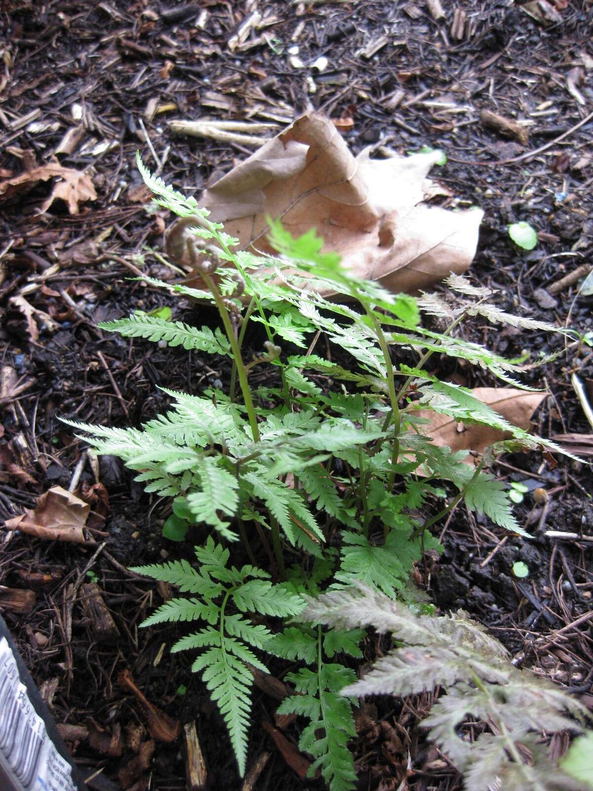 Sivun Athyrium otophorum (Miq.) Koidz. kuva