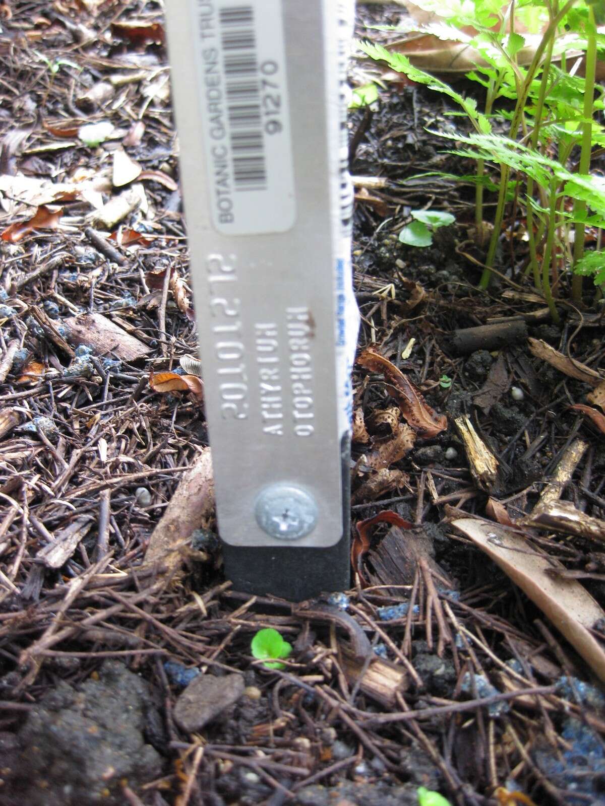 Image of Eared Lady Fern