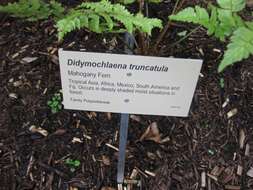 Image of Didymochlaenaceae