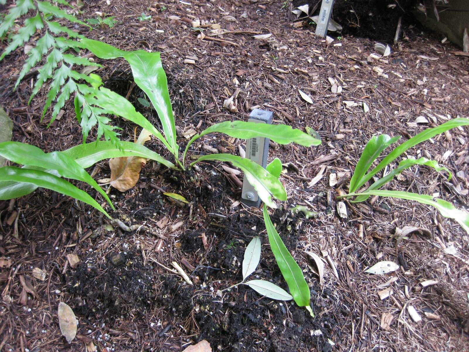 Image of climbing birdsnest fern