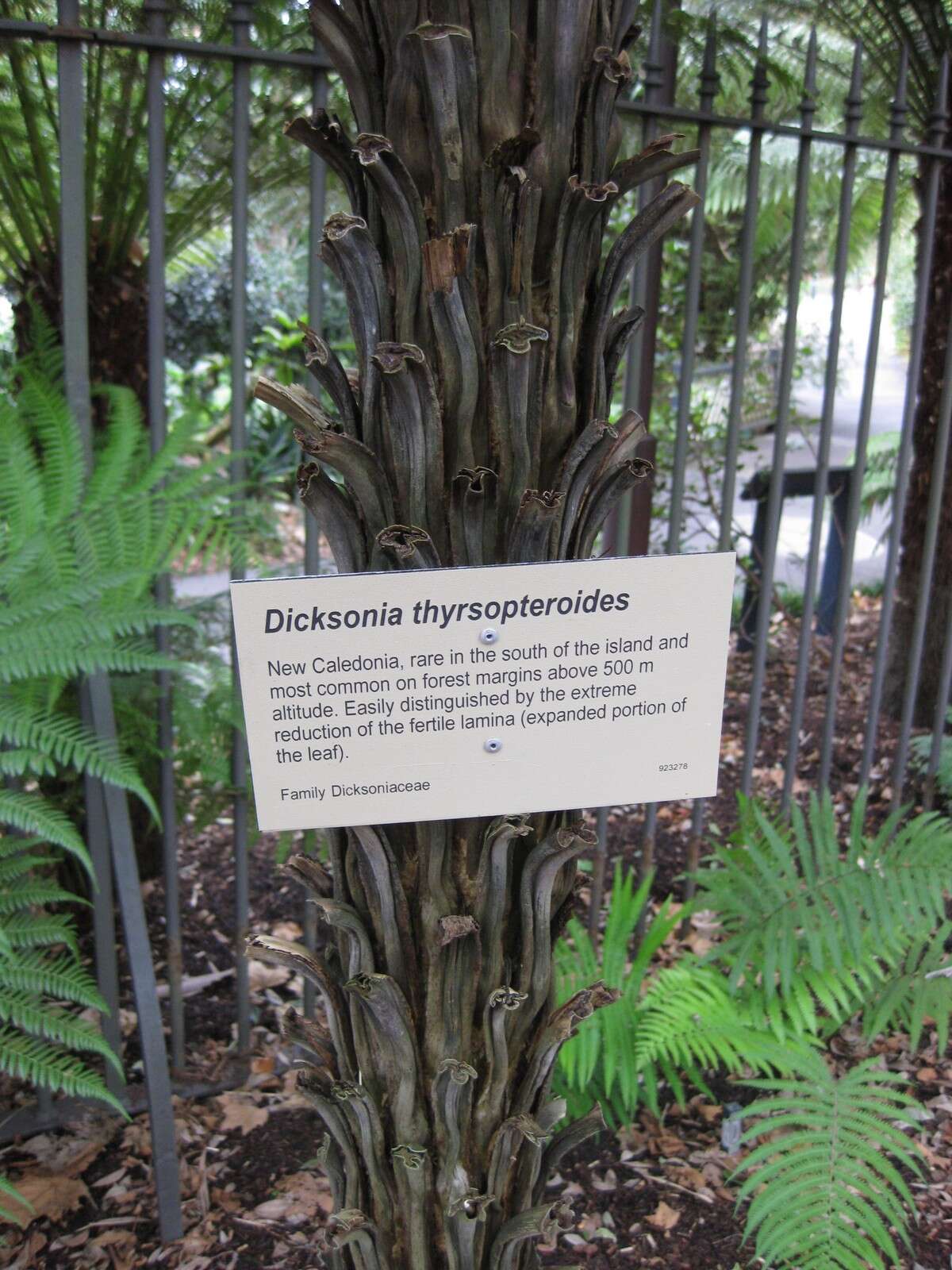 Image of Dicksonia thyrsopteroides Mett.