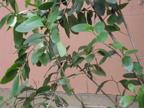 Image of Griselinia lucida (J. R. Forst. & G. Forst.) G. Forst.