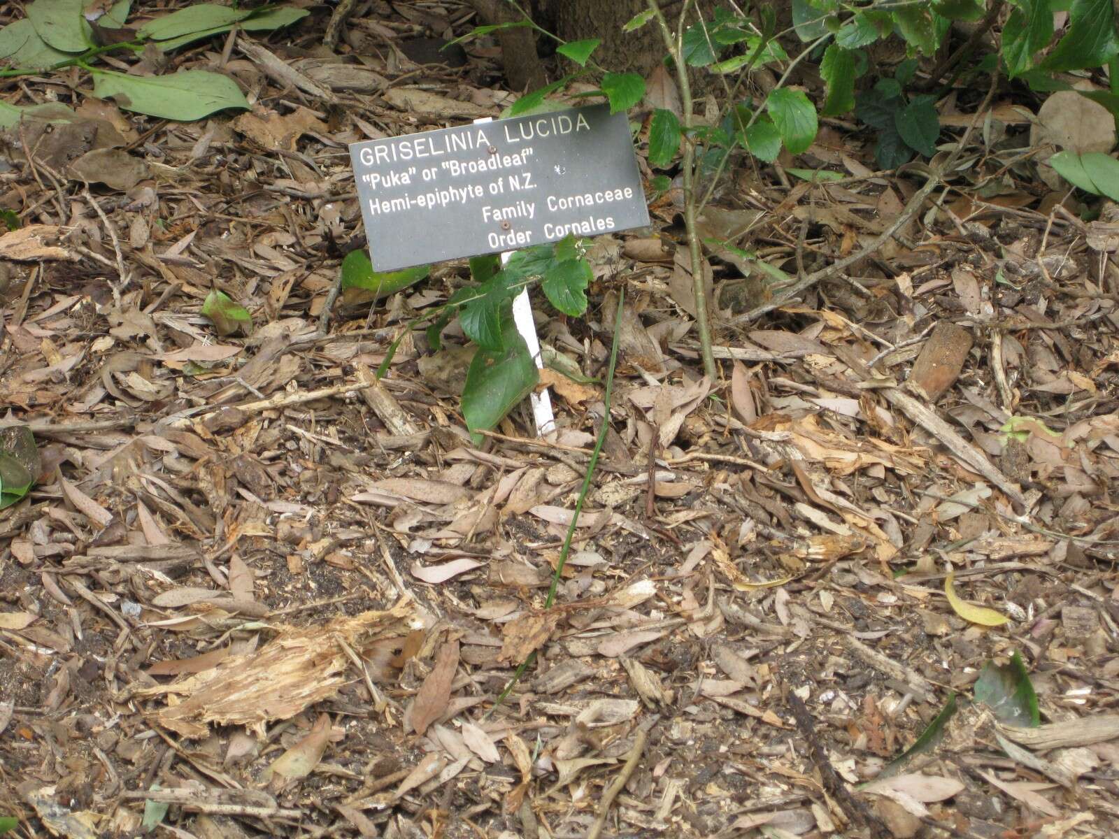 Image of Griselinia lucida (J. R. Forst. & G. Forst.) G. Forst.