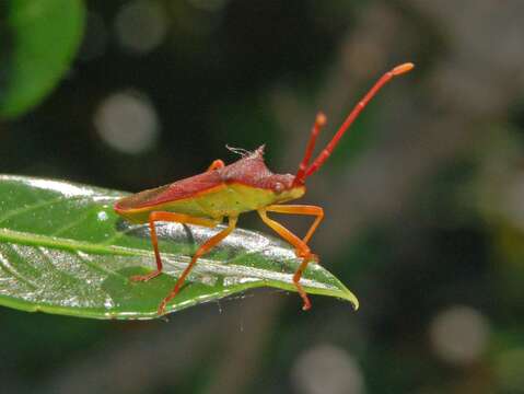 Image of Gonocerus insidiator (Fabricius 1787)