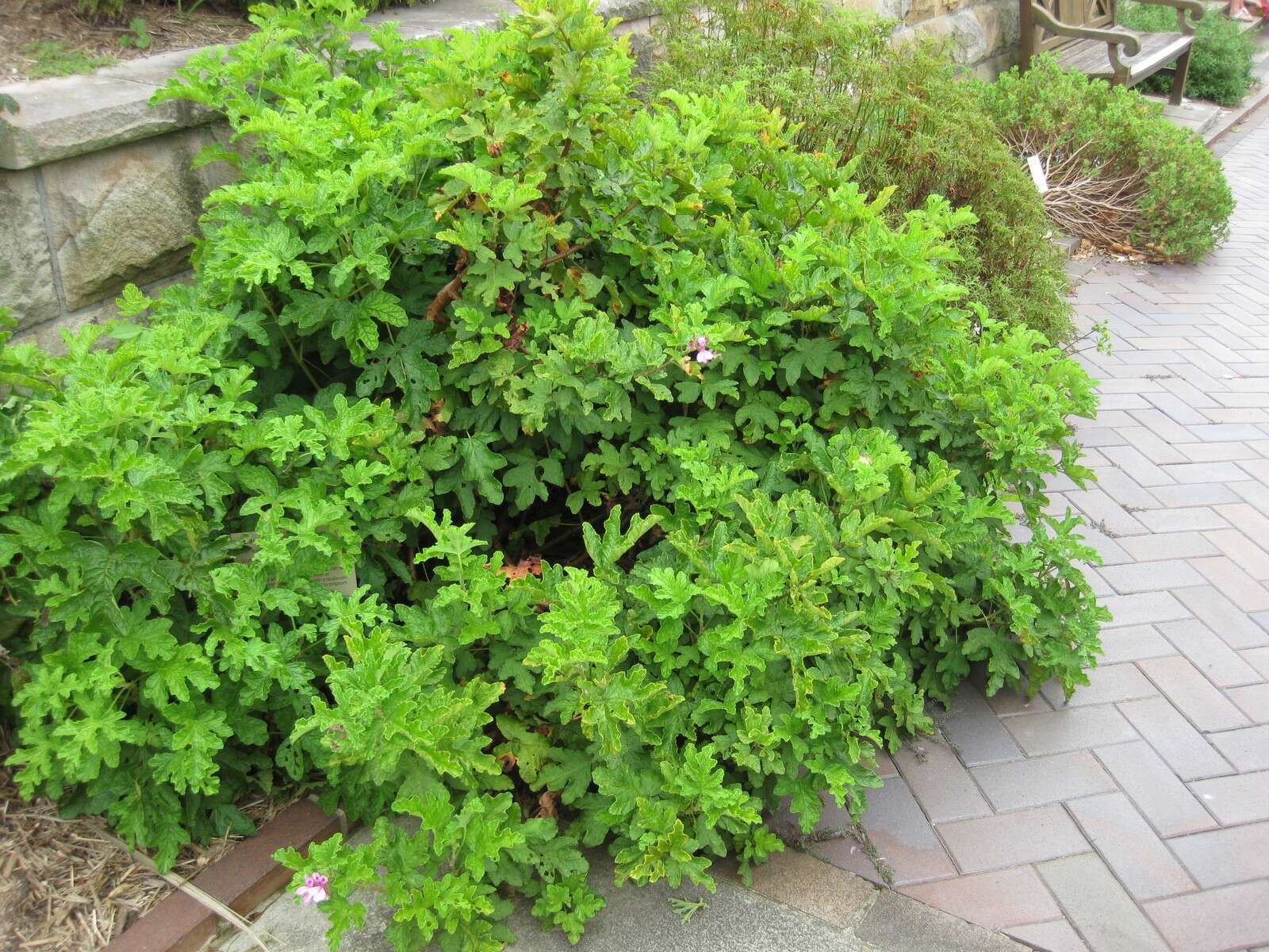 Imagem de Pelargonium quercifolium (L.) L'Her.