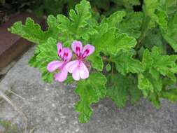 Imagem de Pelargonium quercifolium (L.) L'Her.