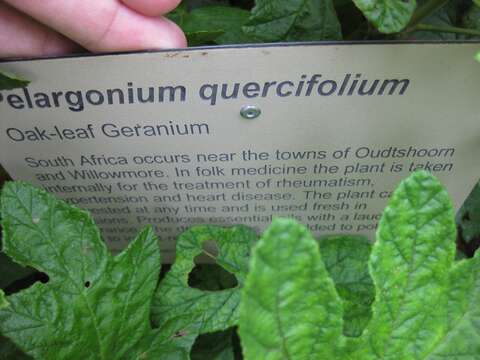 Imagem de Pelargonium quercifolium (L.) L'Her.