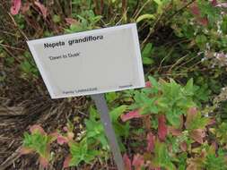 Image of Caucasus catmint