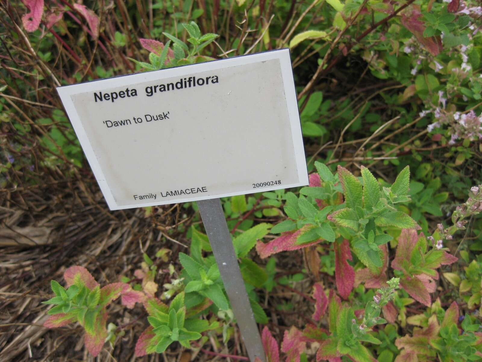 Image of Caucasus catmint