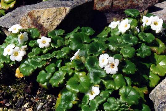 Image of California mistmaiden