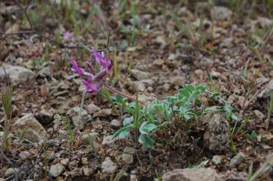 Imagem de Astragalus holmgreniorum R. C. Barneby