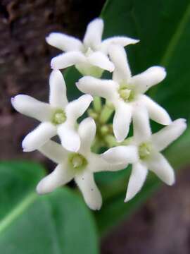 Image de Marsdenia suaveolens R. Br.