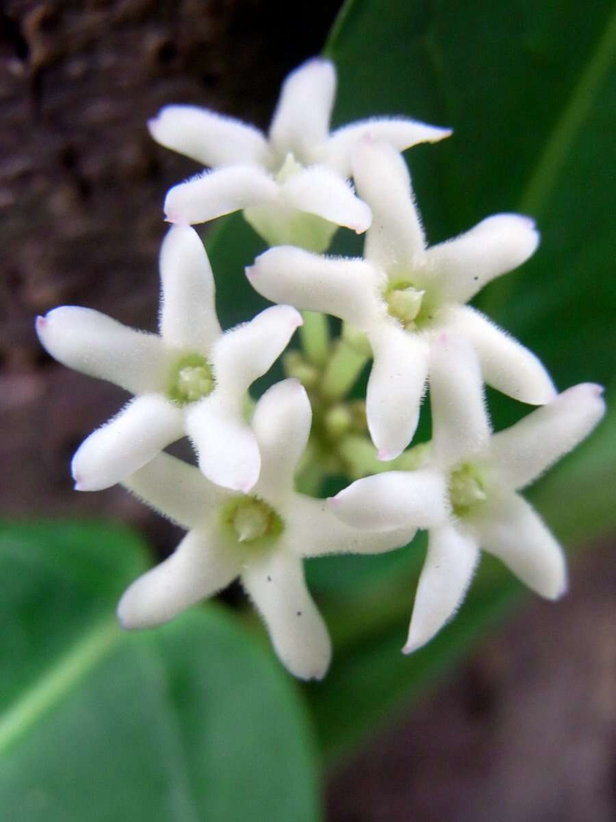 Image of Marsdenia suaveolens R. Br.