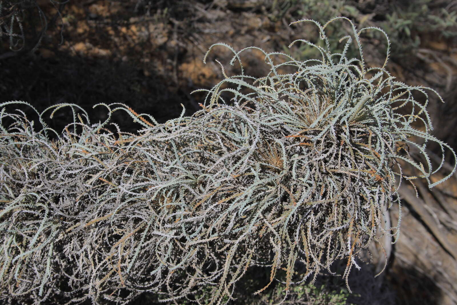 Image of Banksia bella A. R. Mast & K. R. Thiele