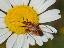 Image of Calocoris nemoralis (Fabricius 1787)