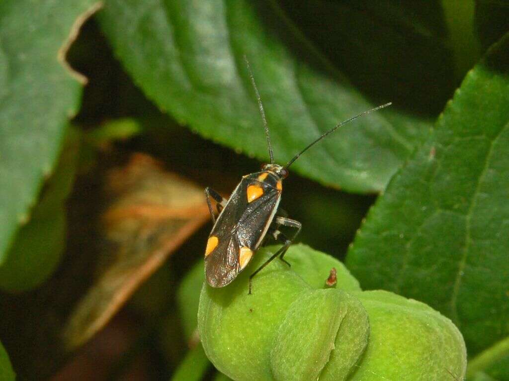 Image de Capsodes flavomarginatus (Donovan 1798)