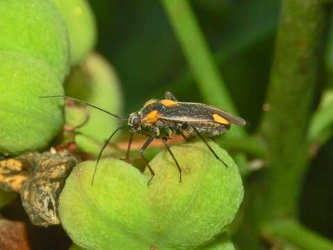 Image of Capsodes flavomarginatus (Donovan 1798)