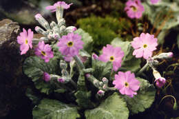 Image of Primula frondosa Janka