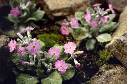 Image of Primula frondosa Janka