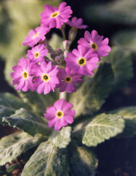 Image of Primula frondosa Janka