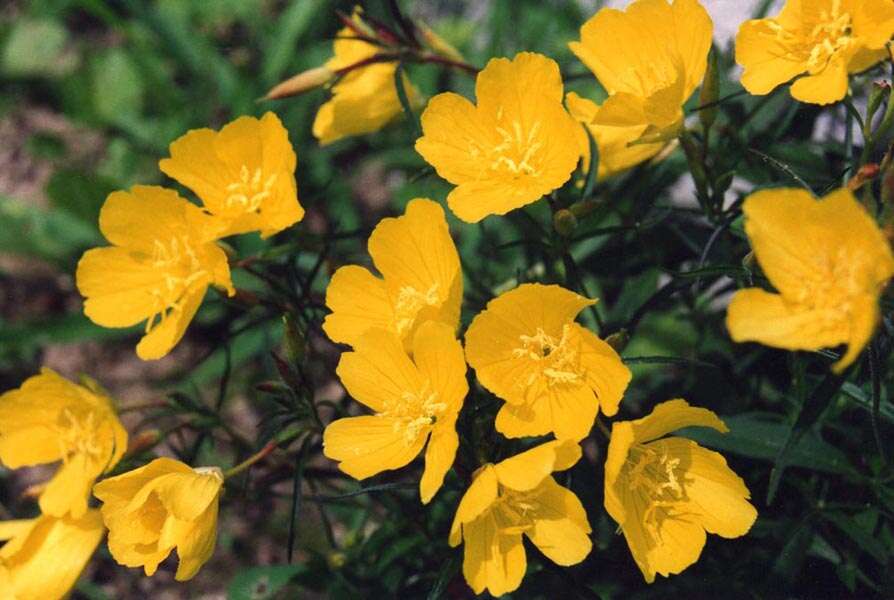 Imagem de Oenothera fruticosa L.