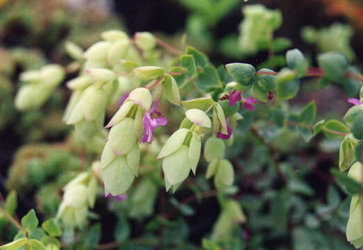 Imagem de Origanum libanoticum Boiss.