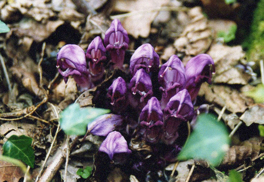 Image of Lathraea clandestina L.