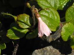 Image of Twinflower