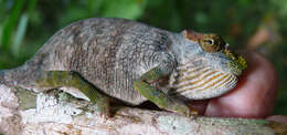 Image of Magombera Chameleon