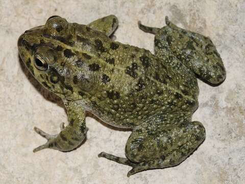 Plancia ëd Sclerophrys arabica (Heyden 1827)