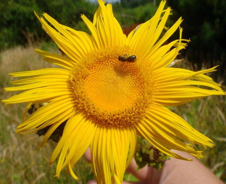 Image of Inula magnifica Lipsky