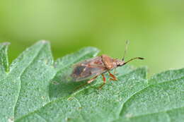 Image of Birch Catkin Bug