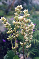 Image of roundleaf alumroot