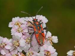 Image of black & red squash bug