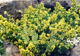 Image of Galium arenarium Loisel.