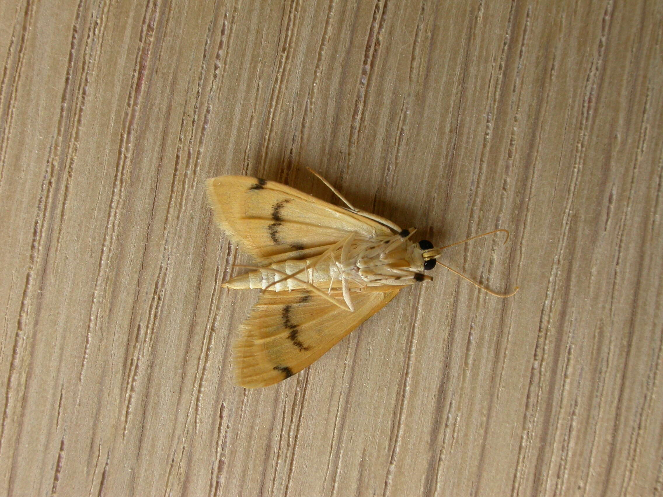 Image of Dichocrocis clytusalis
