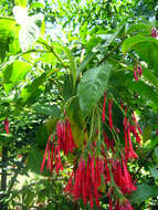 Image of Fuchsia corymbiflora Ruiz & Pav.