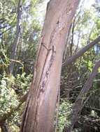Image of Eucalyptus imlayensis M. D. Crisp & M. I. H. Brooker