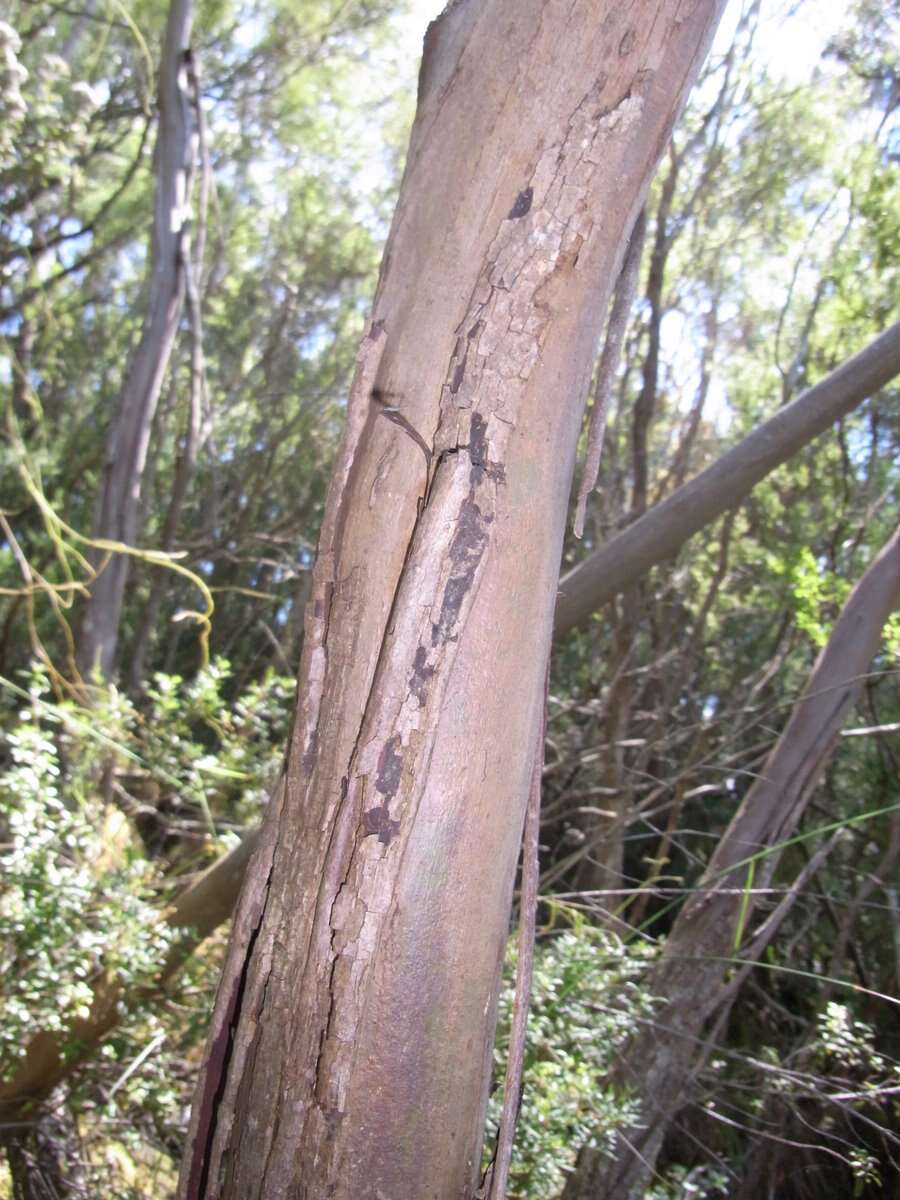 Image of Eucalyptus imlayensis M. D. Crisp & M. I. H. Brooker
