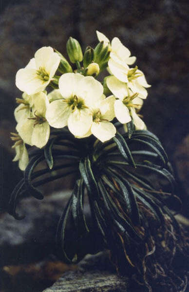 Image of island wallflower