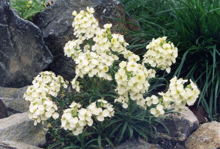 Image of island wallflower