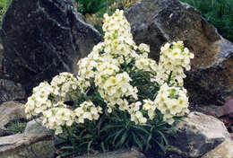 Image of island wallflower